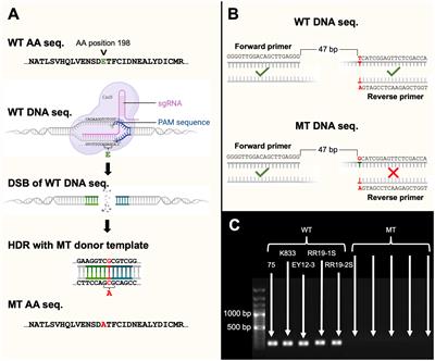 CRISPR-enabled investigation of fitness costs associated with the E198A mutation in β-tubulin of Colletotrichum siamense